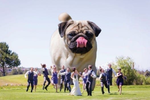funny giant dog wedding photo