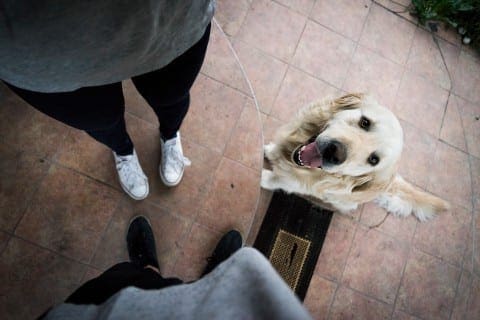 clueless dog safe pay event rentals